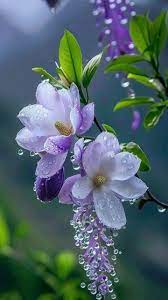 Good morning, have a nice day with colorful flowers