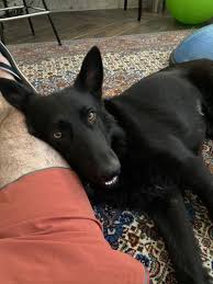 Athena S Happy Tails Dog Adoption Story August 2020 Petfinder