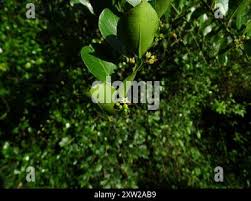 Image result for Scutia