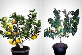 2 To The 1 To The 1 To The 3 I Like Good Trees Wtf This 1 Tree Grows 7 Different Kinds Of Fruit No Joke Fruit Salad Tree Grafting Fruit Trees Multi Fruit Tree