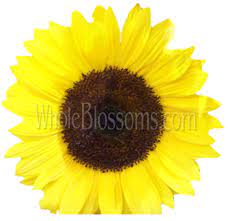 Ordering flowers is a personal event and we understand the many ways that flowers work in others' lives. Sunflower Red Sunflowers Near Me Wholesale Flowers Kansas City