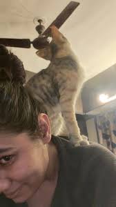 The lamp broke, not my world—because you still light it up, my tiny  troublemaker.,  #fypppppppppppppppppppppppppppppppppppppppppppppppppppppppppppppppppppppp  #shorts #viral #cat #viralreels