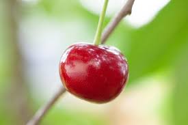 Houseplants of many varieties, including cacti and succulents. Cherry Fruit Closeup Branch Leaves Flora Fruits Plant Tree Summer Red Pikist