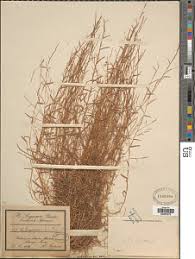 Image result for Trichopteryx fruticulosa