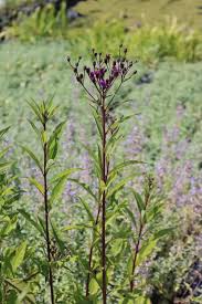 Image result for Vernonia schlechteri