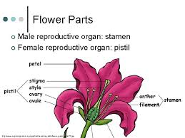 We can also see the parts male marijuana flower. 2 Systems 3 Tissues 2 Meristems Photosynthesis Growth