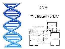 This question is public and is used in 191 tests or worksheets. Dna The Blueprint Of Life Ppt Video Online Download