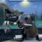 Fishes %26amp; Wishes - New Year’s Eve Family Pa... event in Riverhead, NY
