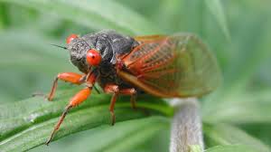 Cicada (plural cicadas or cicadae). Cicadas University Of Maryland Extension