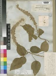 Image result for Croton macrostachyus