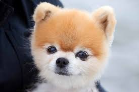 Pomeranian Names For Your Male Or Female Puppy Dog Names Boy Dog Names Small Male Dog Names