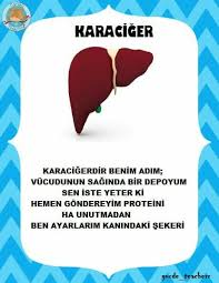 Nihal Karadas Adli Kullanicinin Vucudumuz Ic Organlar Saglik Panosundaki Pin Egitim Okul Oncesi Okul