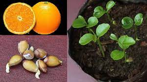 Wrap Seeds In Wet Paper Towel Put In Air Tight Container For 12 Days Then Plant In Soil Orange Seed Eas Citrus Plant Orange Plant Growing Plants From Seeds