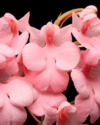 Image result for Habenaria supplicans