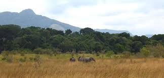 Image result for Sterculia subviolacea