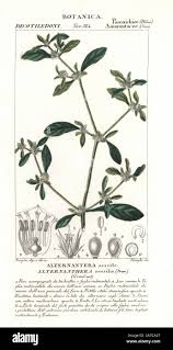 Image result for Alternanthera sessilis