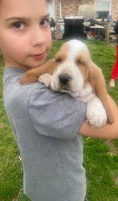 Pretty proud of this young dog.