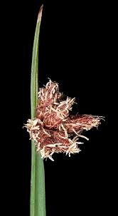 Image result for Schoenoplectus sp.no.3