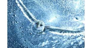 Netflix and third parties use cookies and similar technologies on this website to collect information about your browsing activities which we use to analyse your use of the website, to personalize our services and to customise our online advertisements. Legend Of The Guardians The Owls Of Ga Hoole Movie Review