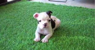 Frenchton Puppies For Sale Frenchie Boston Cross San Diego California Contact The Seller Here Http Www Reachoo Puppies Puppies For Sale Cats For Sale