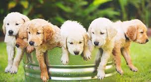 Image result for zlatý retrívr