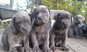I have black brindle females blue females fawn male black males and black brindle male. Cane Corso Puppies Pets And Animals For Sale Washington