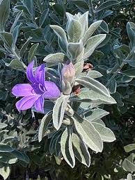Image result for Erlangea remifolia