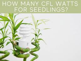 As far as lights go in general, cfl's are efficient, but for application in horticulture, some lights have been made super efficient (e.g. How Many Watts For Seedling Grow Lights Greenhouse Today