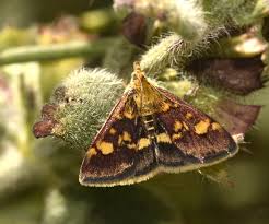 Image result for Pyrausta aurata
