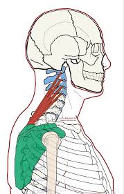 Self Care Stiffness Up The Side Of The Neck Integrative Works In 2020 Scapula Scapula Exercises Trigger Points