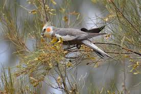 We did not find results for: What Do Cockatiels Eat In The Wild