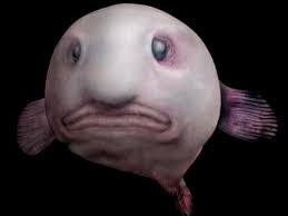 Psychrolutidae, a fish family commonly known as blobfishes. Blobfish Facts Pictures Information Hubpages