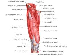 Musculos Da Coxa Sistemas Aula De Anatomia