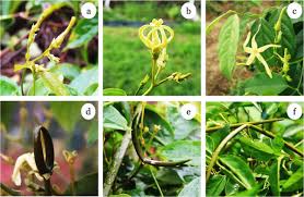 Image result for Cryptolepis