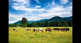 2922 n main st ste 101, crossville, tn. Car Rentals In Tennessee From 30 Day Search For Rental Cars On Kayak