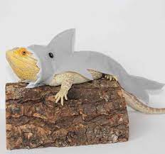 I made sweaters for my bearded dragon out of socks. Shark Costume For Bearded Dragon Reptiles Clothes Lizard Shark Clothes Small Pet Clothes Gecko Aliexpress