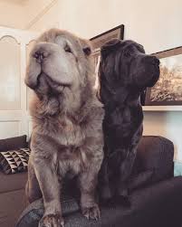 Dog Dogs Dogsof Puppies Cutedogs Dogsofinsta Something Different But I Love My Dogs So Much Despite Them Always Fighting And I Love Dogs Dogs Cute Dogs