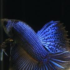 Live Betta Fish Male Black Orchid Halfmoon Aquarium Fish For Sale Betta Fish Breeding Betta Fish