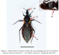 This reduces the number of bed bugs. Public Health Ipm Arizona Conenose Bugs