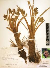 Image result for Hypoxidaceae