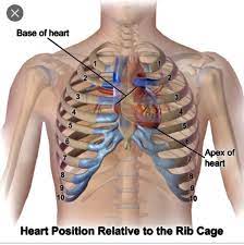 The heart consists of two separate chambers divided by the septum. Where Is The Heart In A Human Body Quora