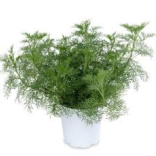 Image result for Agelanthus combreticola