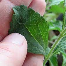 How To Grow Stevia And Make Homemade Stevia Extract Growing Stevia Plants Stevia Plant