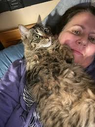 Missing black cat with blue eyes in Taneytown area