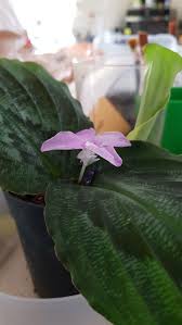 Image result for Kaempferia