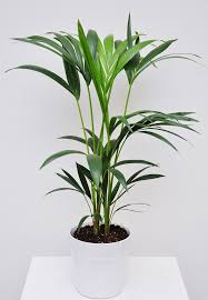 Kentia Palme Tuff Kentia Palme Pflanzen Exotische Pflanzen