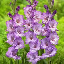 Image result for Gladiolus virgineus