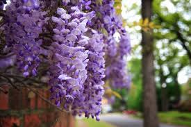 Schau dir angebote von pianta bei ebay an. Fiori Glicine Fiori Di Piante Color Glicine Ecco Il Fiore Dal Quale Nasce Tutto