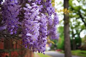 Grandi alberi con i fiori bianchi; Fiori Glicine Fiori Di Piante Color Glicine Ecco Il Fiore Dal Quale Nasce Tutto