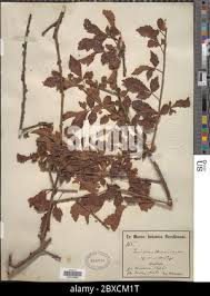 Image result for Commiphora mombassensis